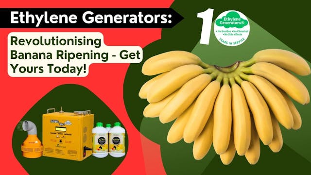 Ethylene Generators: Revolutionising Banana Ripening - Get Yours Today!