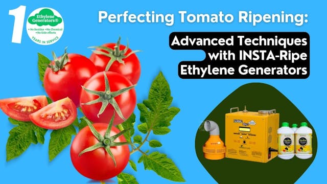 Perfecting Tomato Ripening: Advanced Techniques with INSTA-Ripe Ethylene Generators